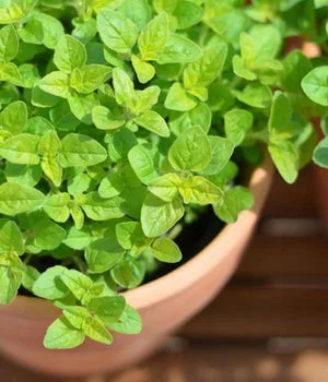 Thyme plant in pot