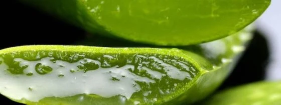 Svěží řezané listy aloe vera s viditelnou vnitřní gelem.