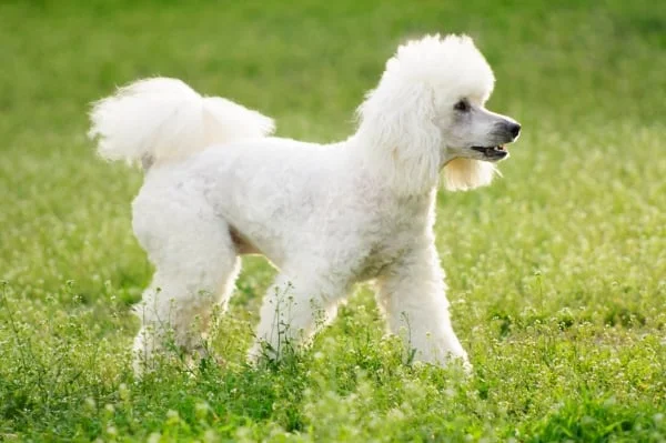 Standard poodle in grass