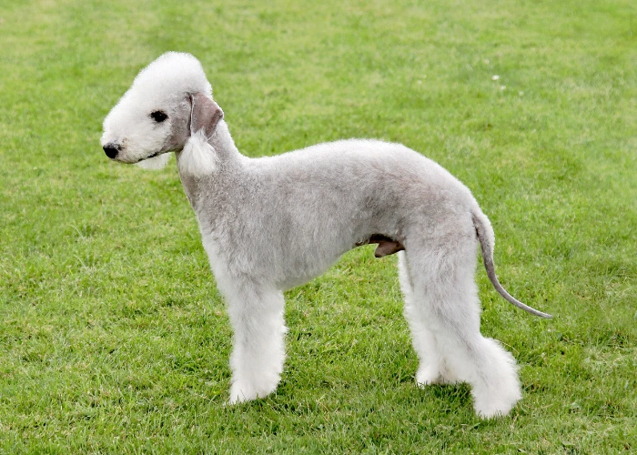 Bedlington teriér stojí na trávníku s upravenou srstí.