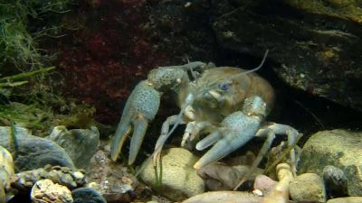 Freshwater crayfish in habitat