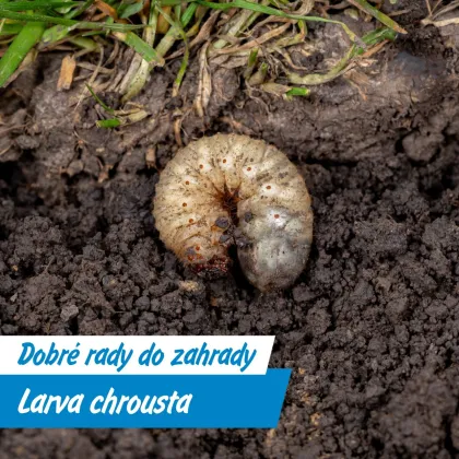 Larva chrousta v zemi - častý škůdce zahradních rostlin.