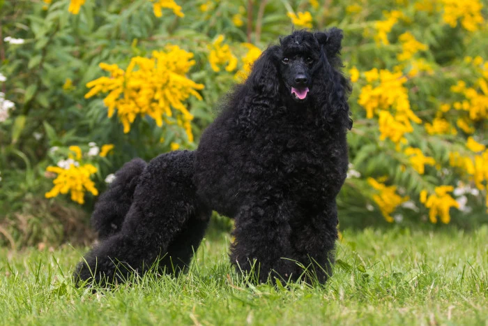 Black standard poodle