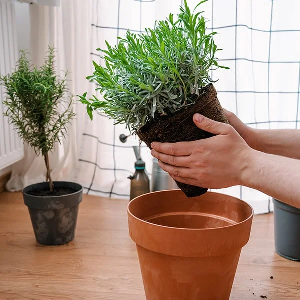 Ruční přesazování levandule do keramického květináče na dřevěném stole.