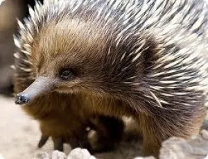 Australský ježura s trny v přírodním prostředí.
