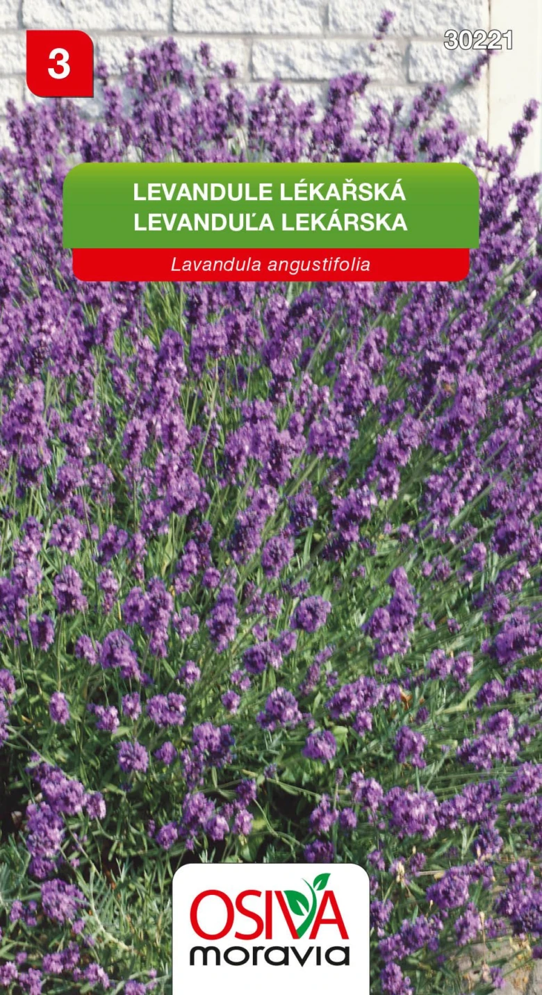 Fotografie kvetoucí levandule lékařské na bílém zdi