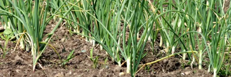 Green onions in soil