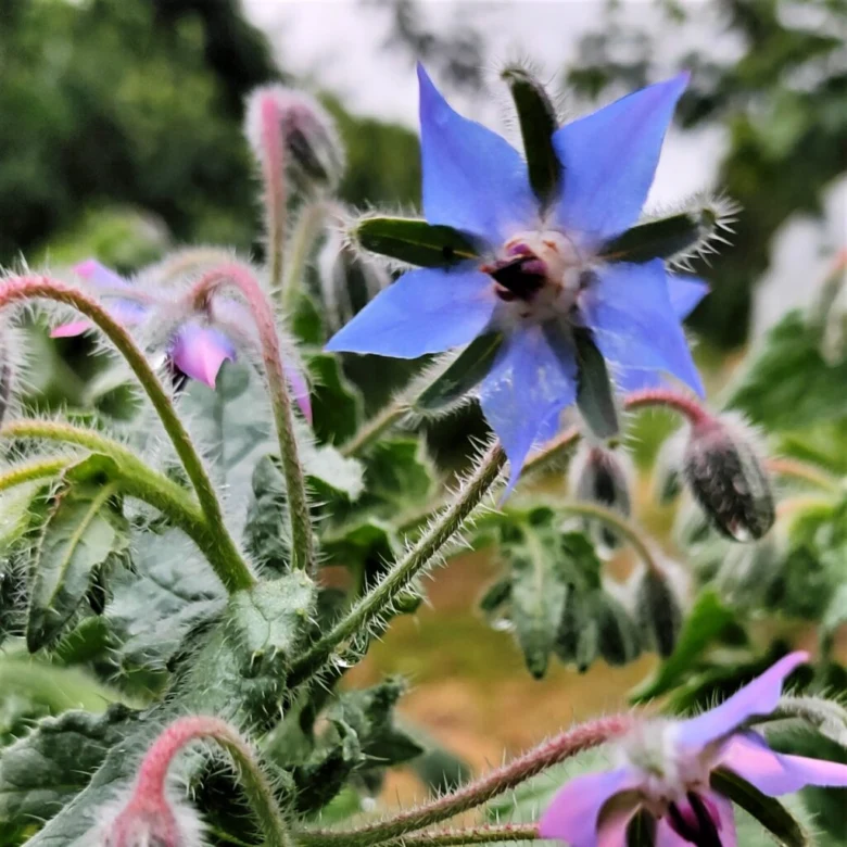 Modrý květ brutnáku s chlupatými stonky na pozadí zelených listů.