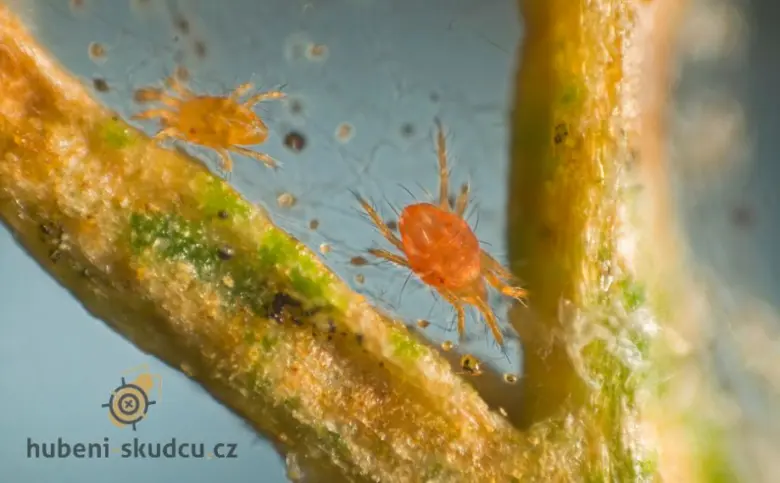 Spider mites on cucumber stem