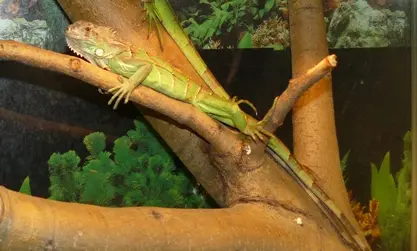 Green iguana on branch