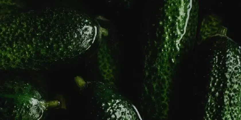 Zelené okurky v tmavé vodě s viditelnou texturou kůže.