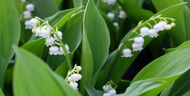 Lily of the valley flowers and leaves