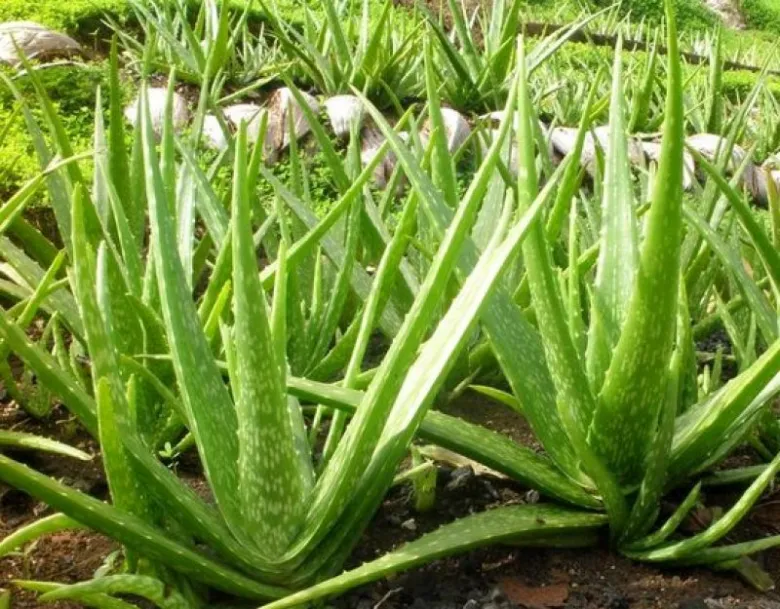 Rosty aloe vera s tlustými listy rostoucí v zemi.