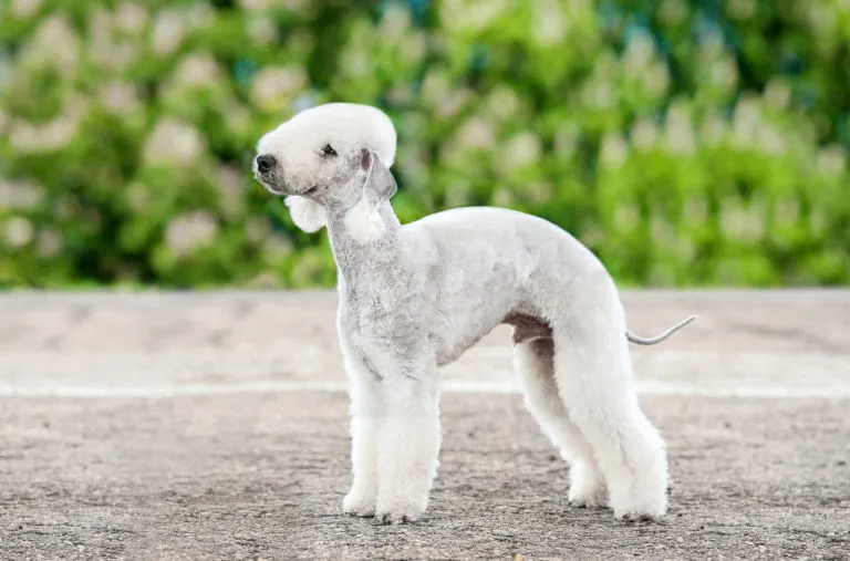 Bedlington teriér stojí na asfaltu s rozostřenou zelenou zahradou.