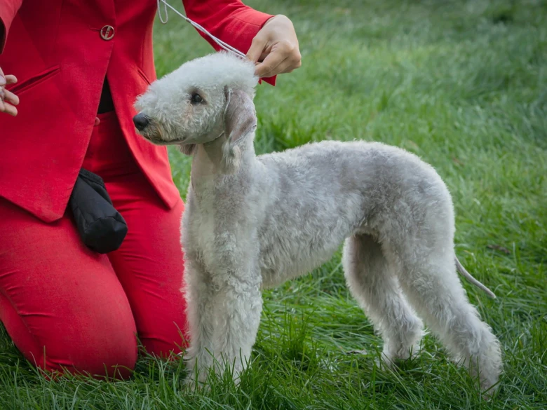 Bedlington teriér stojí na trávě vedle osoby v červeném oblečení.