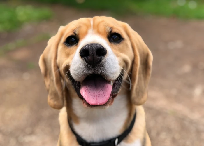 Šťastný basset hound se usmívá venku.