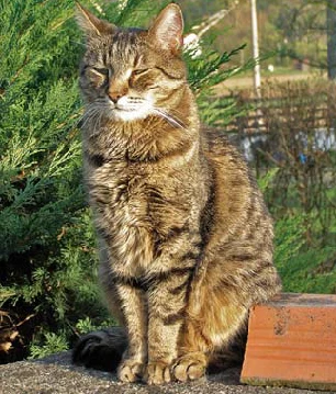 Tabby cat sitting outdoors