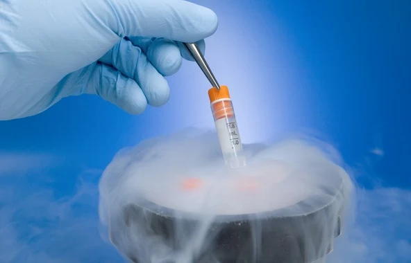 Ruční přenos embryí do kapalného dusíku pro kryoembryotransfer.