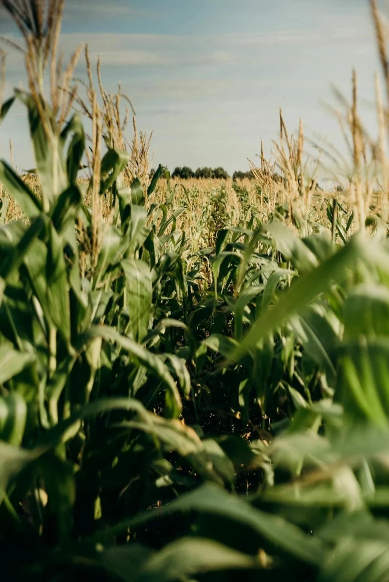 Corn field rows