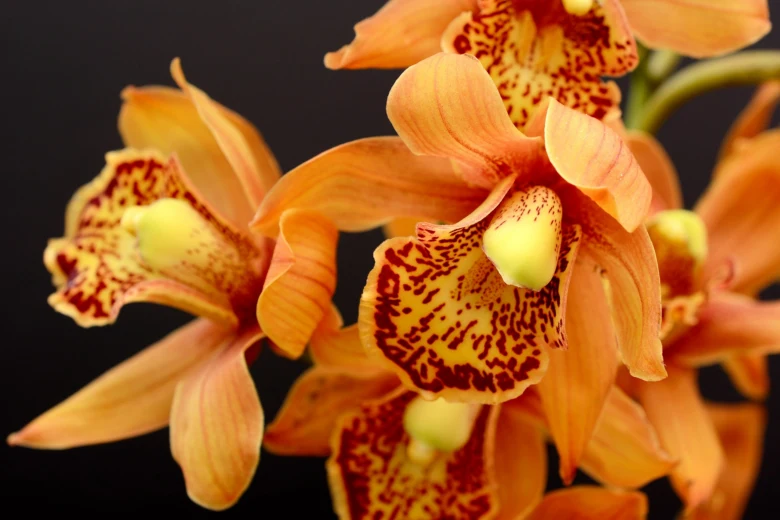 Oranžové orchideje s tmavými skvrnami na květech.