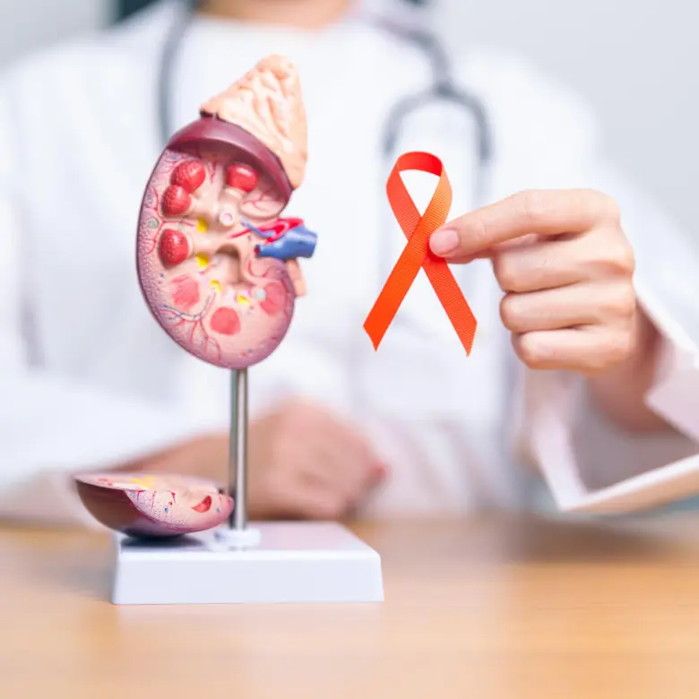Model ledviny s červenou páskou pro urologii