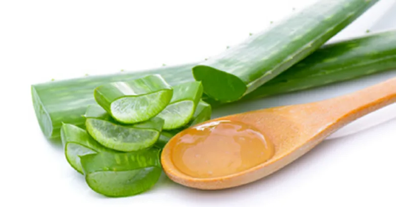 Čerstvé listy aloe vera s výtaženým gelem na lžičce.