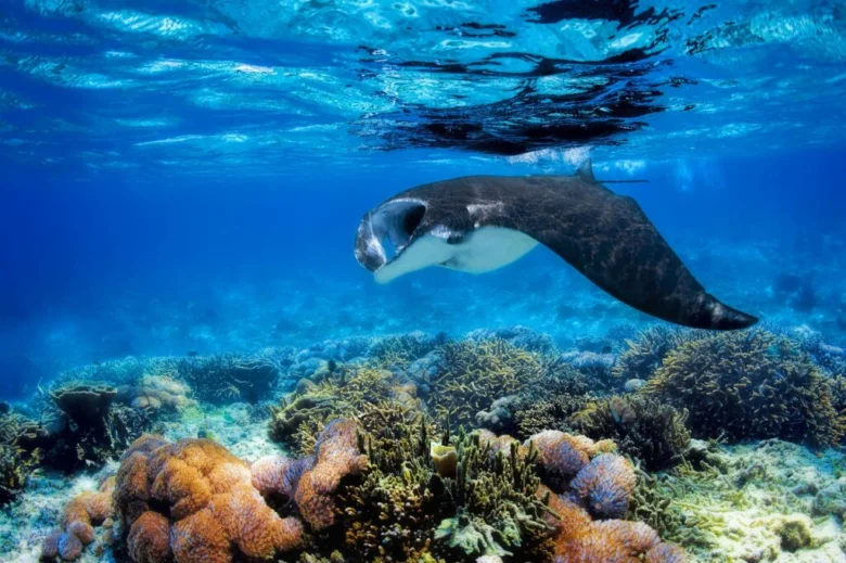 Manta plave nad barevným korálovým útesem pod sluncem.