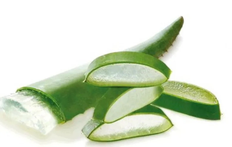 Čerstvé plátky rostliny aloe vera na bílém pozadí.
