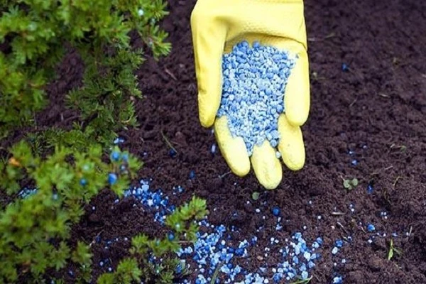 Ruka v rukavici drží modré granulované hnojivo nad půdou.