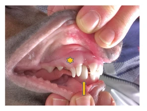Přiblížená fotografie psa s volnými mléčými zuby v ústech.