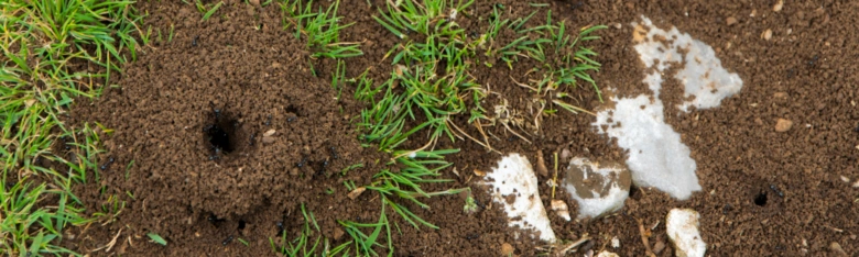 Ant hill in grass