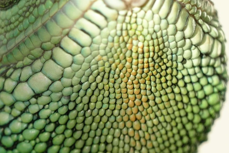 Detailní záběr na zelenou kůži leguána s texturovanými šupinami.