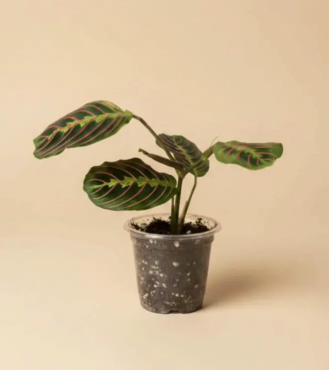 Maranta rostlina v květináči s charakteristickým listem.