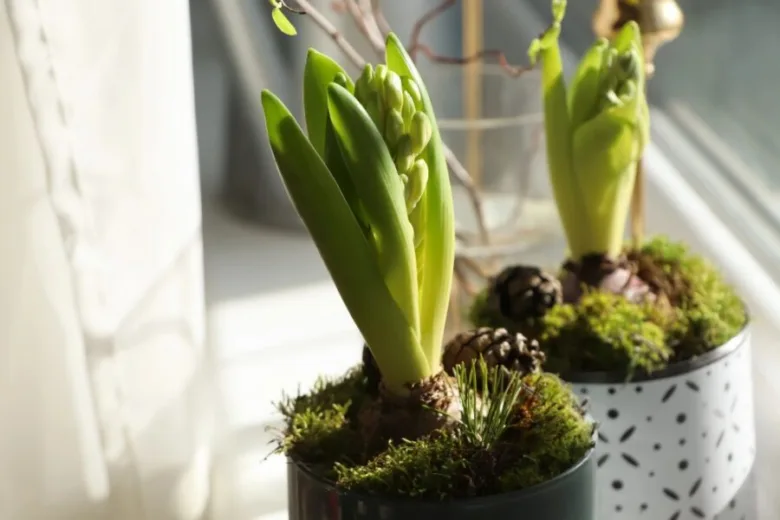 Dvě vajíčkové květiny hyacinty rostoucí z hlíz s mechem.