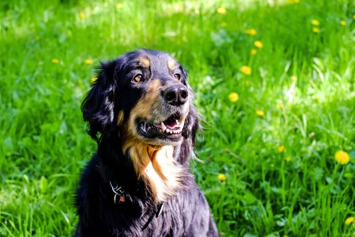 Hovawart puppy in grass