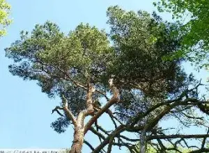 Pine tree canopy