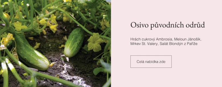 Okurky rostoucí na vinicích s květy v zahradním posteli.