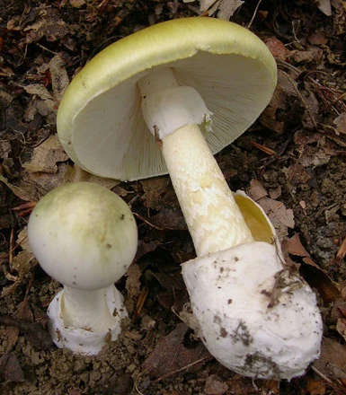 Poisonous mushrooms with gills