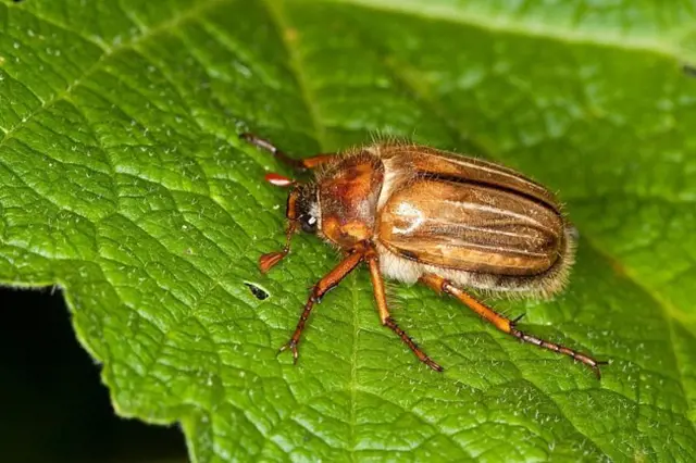Summer chafer beetle on leaf