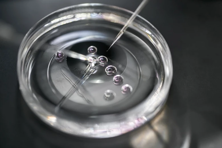 Mikromanipulace embryí v laboratorní kultivaci během kryoembryotransferu.