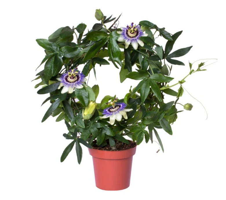 Mučenka Passiflora v květináči s otevřenými fialovými květy.