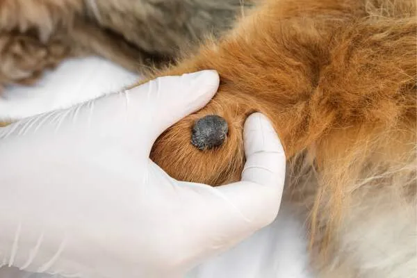 Dog plantar wart on paw pad
