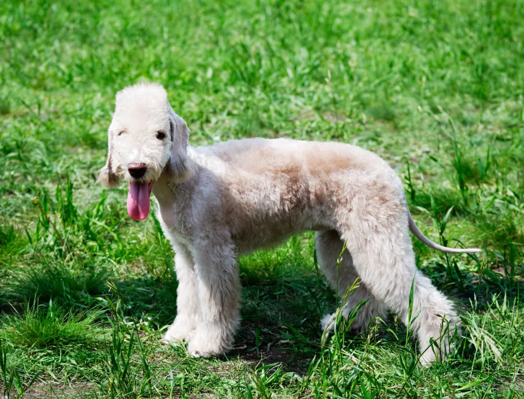 Bílý bedlington teriér stojí na trávníku s vystrčeným jazykem.
