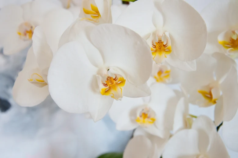 Bílé orchideje s žlutými středy v plném květu