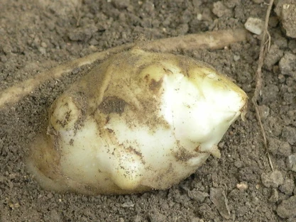 Světlý kořen topinamburu vyražený z hlíny na zahradě.