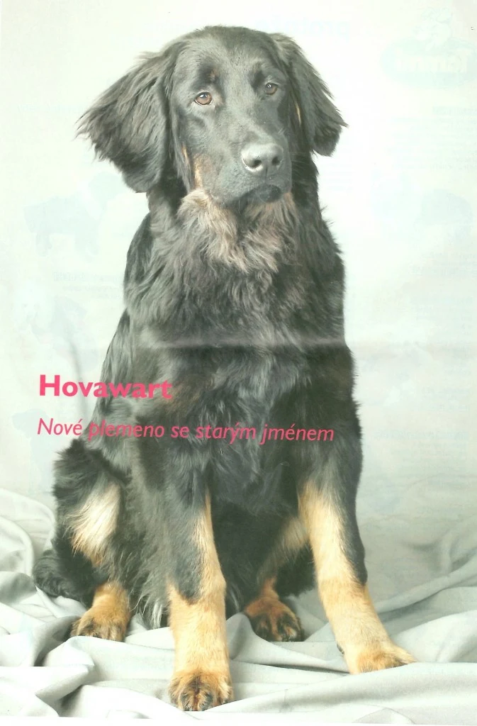 Černý hovavrt sedící na bílém pozadí s českým nápisem.