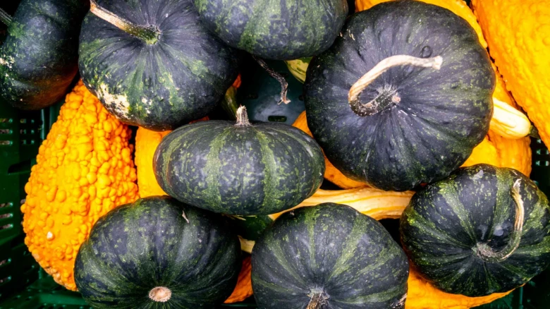 Různé druhy dýní s tmavě zelenou kůrou a oranžovými hrbolatými okurkami.