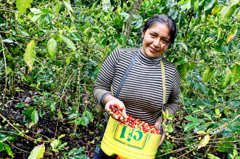 Žena drží žlutou nádobu s červenými kávovými plody mezi rostlinami.