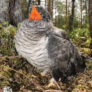Mláďata obecné kukačky s oranžovým zobákem v hnízdě.