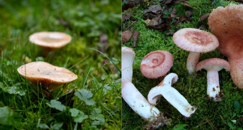 Houby rostoucí v trávě a mechu na lesní zemi.